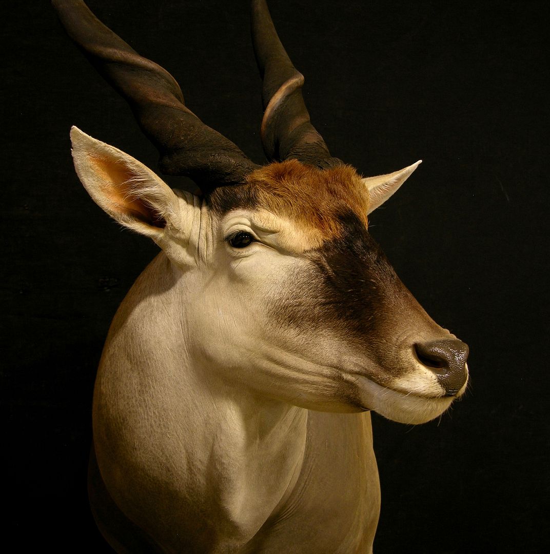 Eland Taxidermy